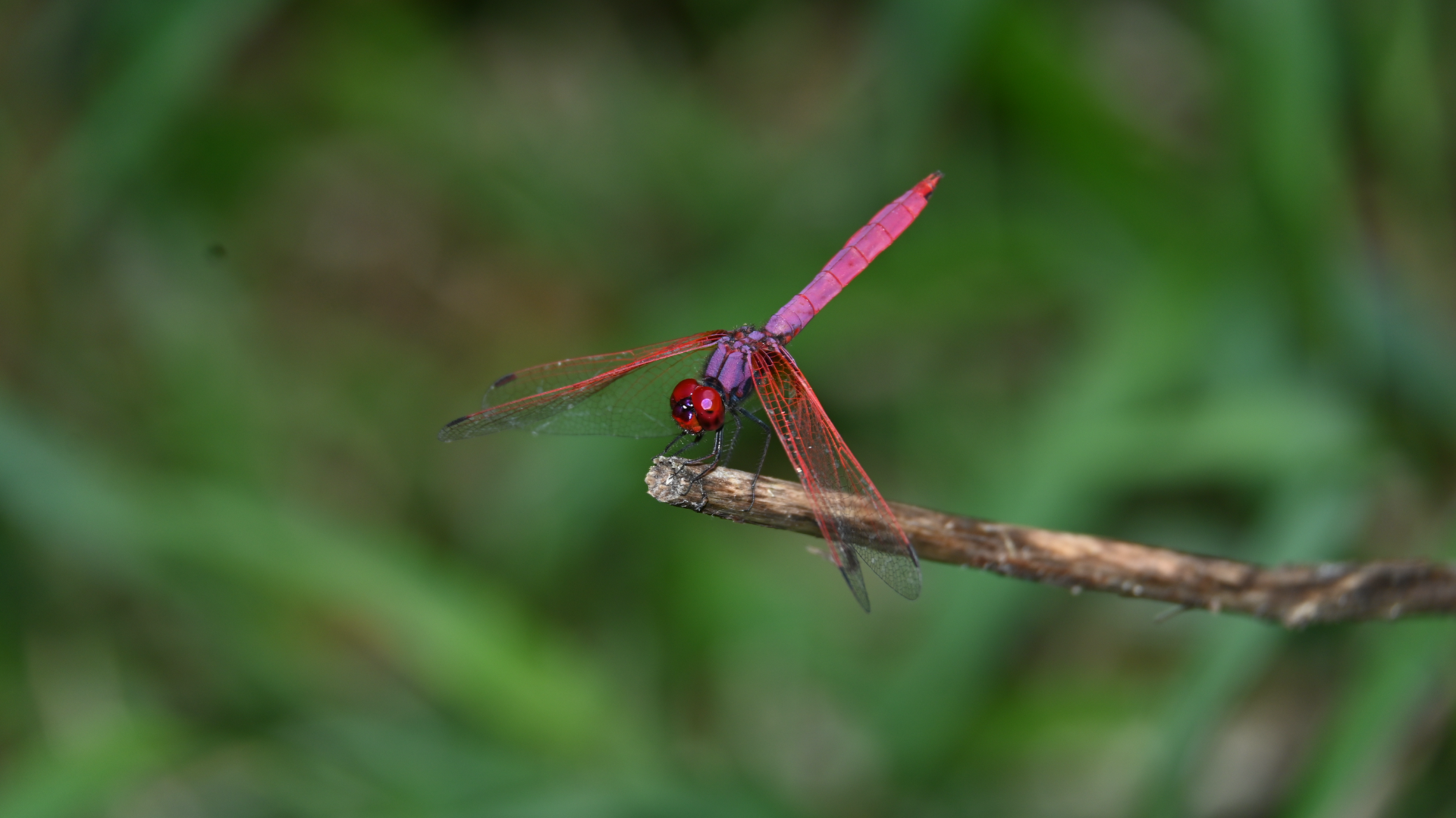 common parasol graphic